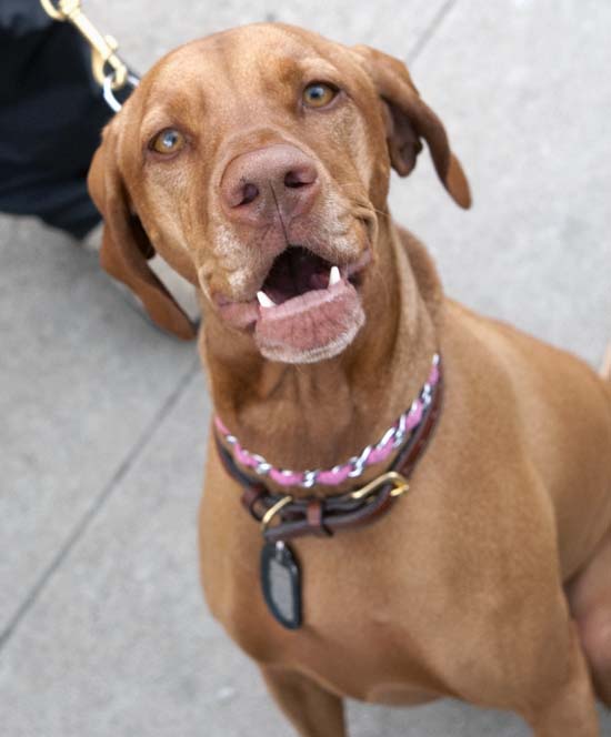 Another new friend...Shelby, the Hungarian Vizsla hunting dog...her personality jumps out of this picture!