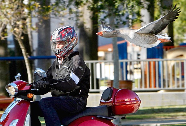 Maria the goose cruising along with her friend Dominic